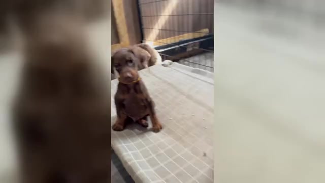 Video preview image #1 Doberman Pinscher Puppy For Sale in POMEROY, OH, USA