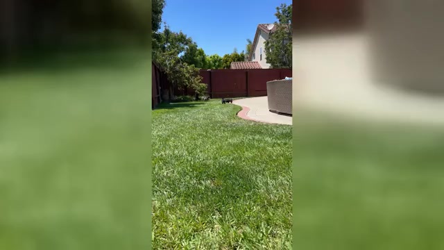 Video preview image #4 French Bulldog Puppy For Sale in SALINAS, CA, USA