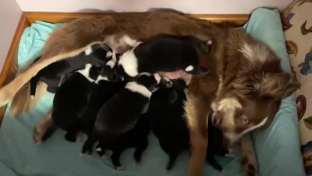 Video preview image #2  Breeder Profile in KANSAS CITY, MO, USA