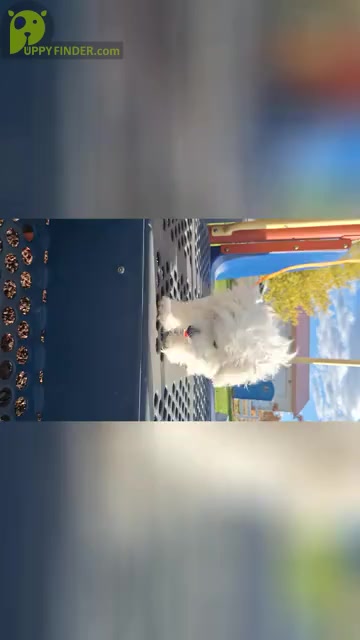 Video preview image #4  Breeder Profile in BEAR RIVER, WY, USA