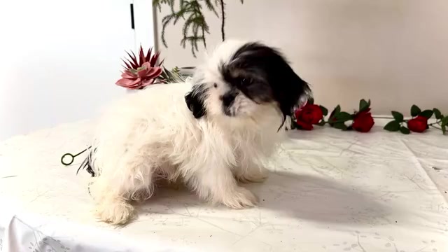 Video preview image #3 Shih Tzu Puppy For Sale in WAKARUSA, IN, USA