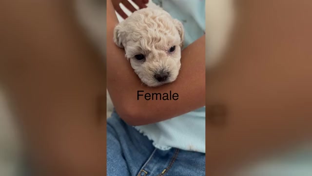 Video preview image #11 Bichpoo Puppy For Sale in NORTH PORT, FL, USA