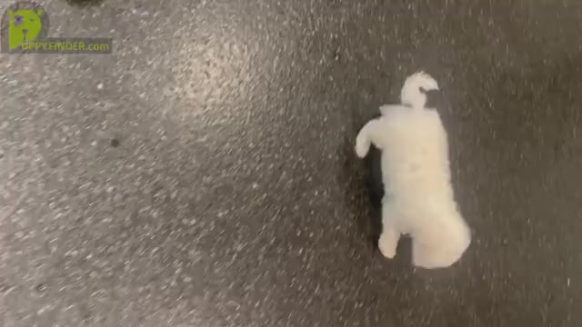 Video preview image #7 Maltipoo Puppy For Sale in WARSAW, IN, USA