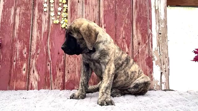 Video preview image #4 Mastiff Puppy For Sale in WAKARUSA, IN, USA