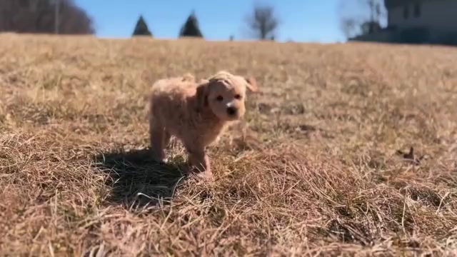 Video preview image #2 Maltipoo Puppy For Sale in WARSAW, IN, USA