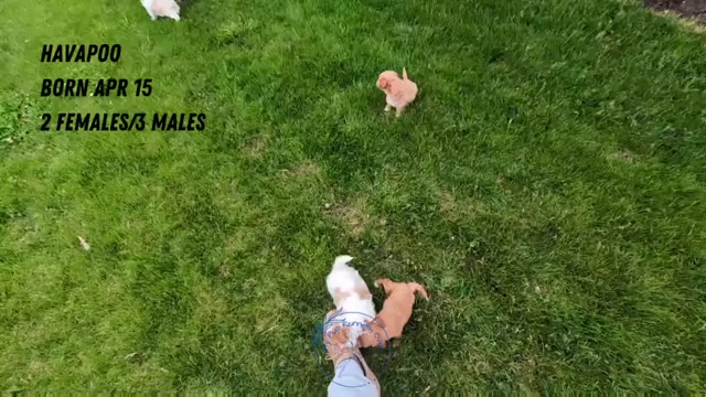 Video preview image #2 Poovanese Puppy For Sale in GOSHEN, IN, USA