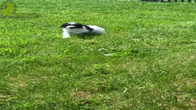 Video preview image #17 Poodle (Toy) Puppy For Sale in WARSAW, IN, USA
