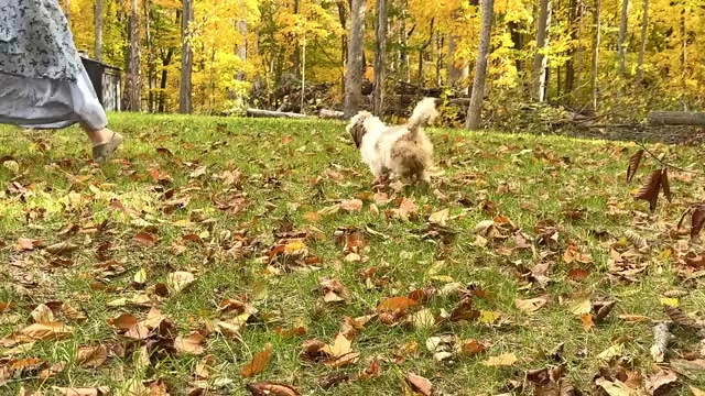 Video preview image #3 Shih Tzu Puppy For Sale in WAKARUSA, IN, USA