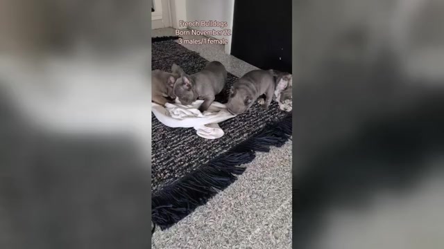 Video preview image #2 French Bulldog Puppy For Sale in GOSHEN, IN, USA