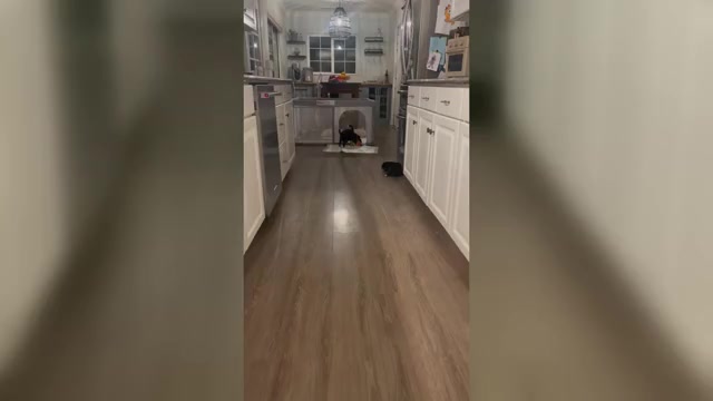 Video preview image #1 Bernese Mountain Dog-Miniature Bernedoodle Mix Puppy For Sale in PLEASANT HILL, CA, USA