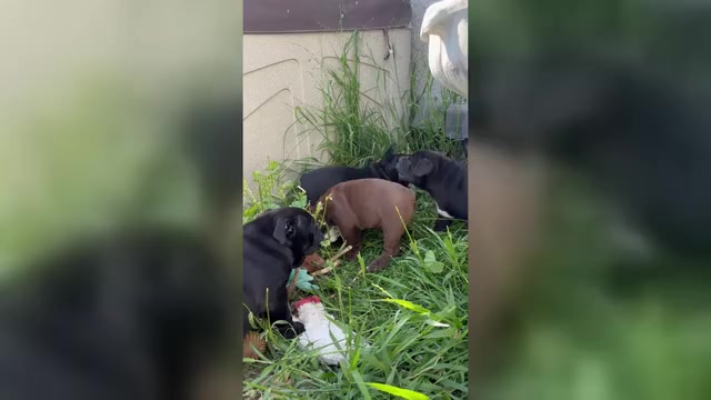 Video preview image #3 Bulldog Puppy For Sale in OXNARD, CA, USA