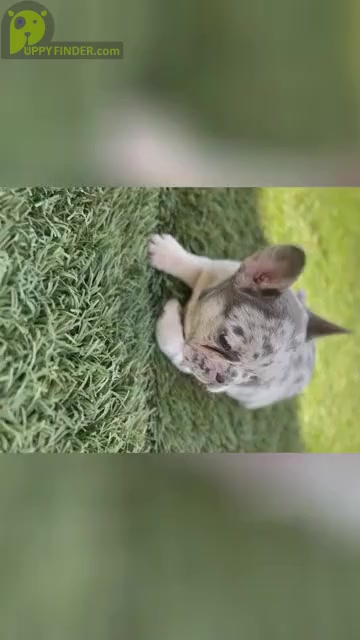Video preview image #1 French Bulldog Puppy For Sale in RIVERSIDE, CA, USA