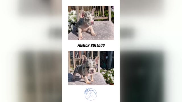 Video preview image #7  Breeder Profile in GOSHEN, IN, USA