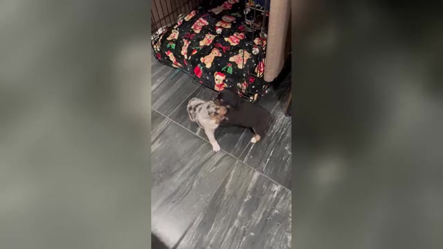 Video preview image #3 Australian Shepherd Puppy For Sale in NEW BRAUNFELS, TX, USA