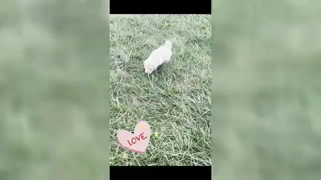 Video preview image #1 Maltipoo Puppy For Sale in WARSAW, IN, USA