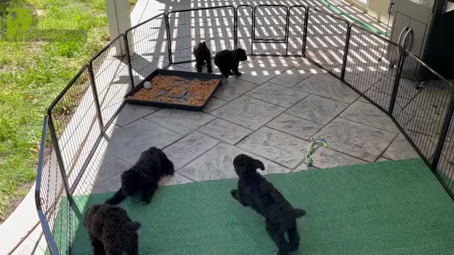 Video preview image #1 Airedoodle Puppy For Sale in EL CAJON, CA, USA