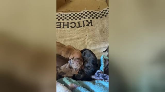 Video preview image #1  Breeder Profile in ANDOVER, MA, USA