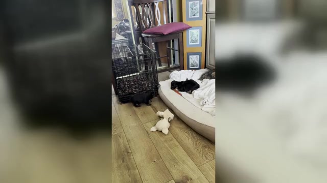 Video preview image #4 Yorkshire Terrier Puppy For Sale in PALMDALE, CA, USA