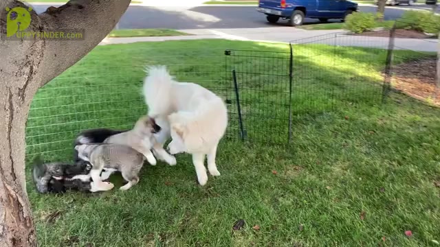 Video preview image #1 Akita Puppy For Sale in GREELEY, CO, USA