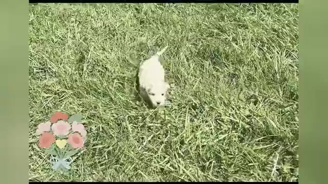 Video preview image #1 Maltipoo Puppy For Sale in WARSAW, IN, USA