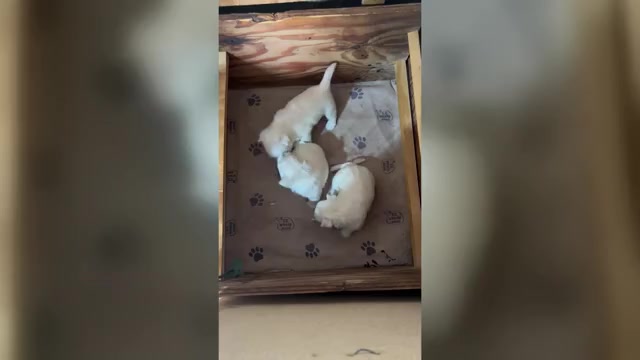 Video preview image #1 West Highland White Terrier Puppy For Sale in VILLE PLATTE, LA, USA