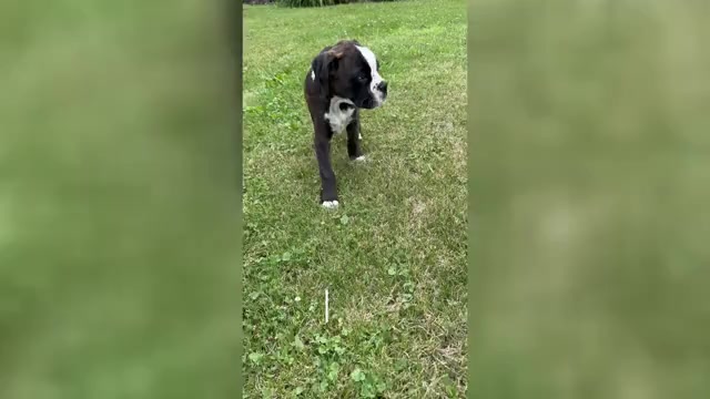 Video preview image #2 Boxer Puppy For Sale in EUREKA, IL, USA