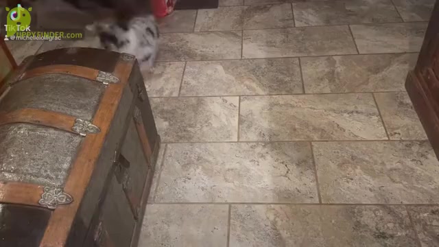 Video preview image #3  Breeder Profile in MILLS RIVER, NC, USA
