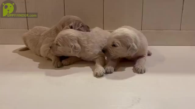 Video preview image #2 Goldendoodle Puppy For Sale in MADISON, NC, USA