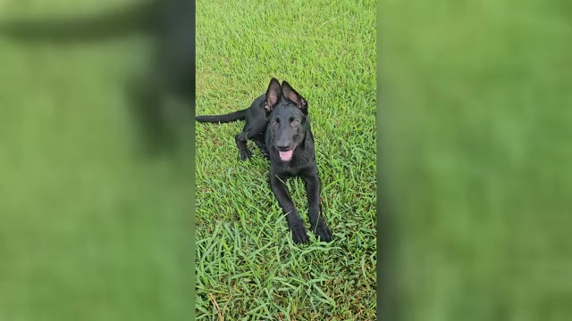 Video preview image #3 German Shepherd Dog Puppy For Sale in NAVASOTA, TX, USA