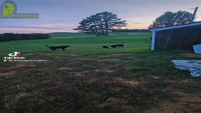 Video preview image #1  Breeder Profile in MASSANUTTEN, VA, USA