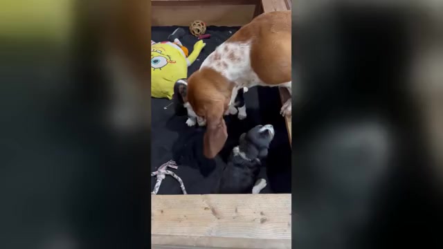 Video preview image #1  Breeder Profile in PICKERINGTON, OH, USA