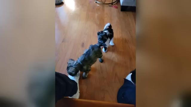 Video preview image #2 Schnauzer (Miniature) Puppy For Sale in ATLANTA, GA, USA