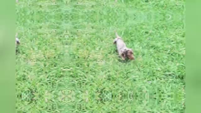 Video preview image #1 Dachshund Puppy For Sale in WARSAW, IN, USA