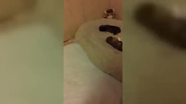 Video preview image #4 Shih Tzu Puppy For Sale in FANNING SPGS, FL, USA