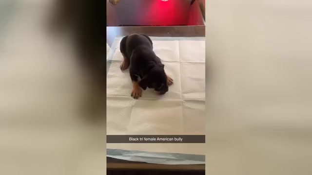 Video preview image #2 American Bully Puppy For Sale in TROY, NY, USA
