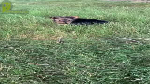 Video preview image #2 Yorkshire Terrier Puppy For Sale in WARSAW, IN, USA