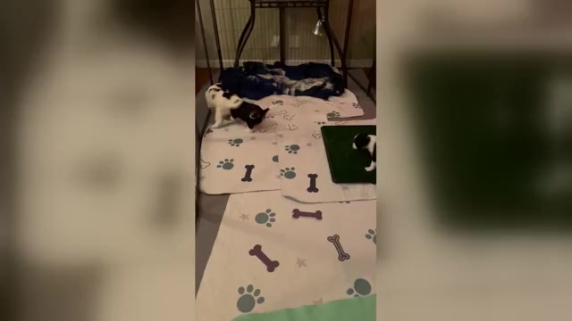 Video preview image #2 Cavachon Puppy For Sale in OLYMPIA, WA, USA