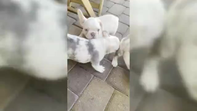 Video preview image #2 French Bulldog Puppy For Sale in LAS VEGAS, NV, USA