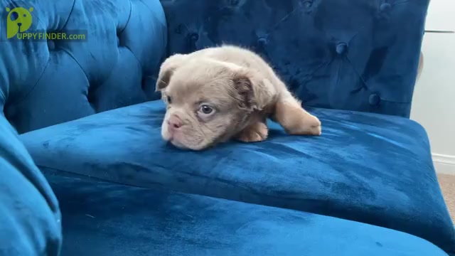 Video preview image #6 English Bulldog Puppy For Sale in BEVERLY HILLS, CA, USA
