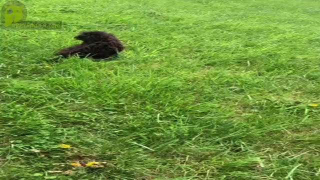 Video preview image #3 Cocker Spaniel-Poodle (Miniature) Mix Puppy For Sale in WARSAW, IN, USA