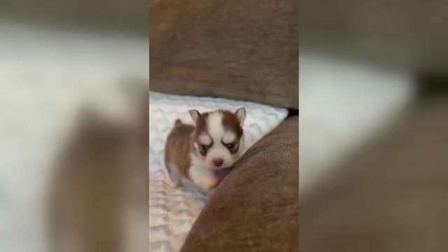 Video preview image #2 Pomsky Puppy For Sale in DRACUT, MA, USA