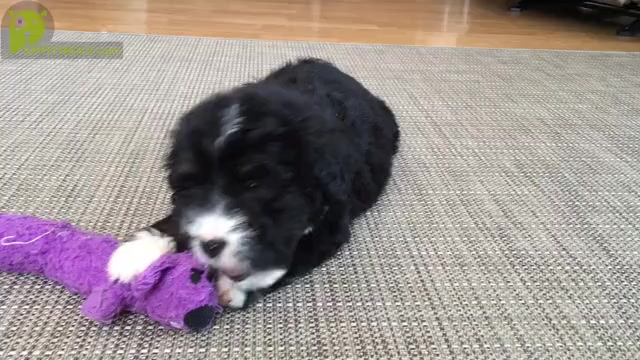 Video preview image #5 Bernedoodle Puppy For Sale in CLARE, MI, USA