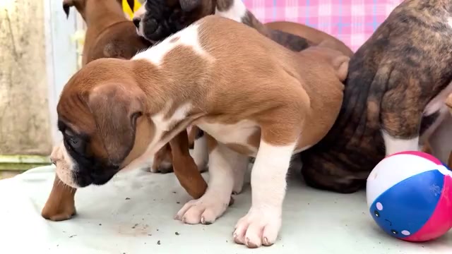 Video preview image #2 Boxer Puppy For Sale in WAKARUSA, IN, USA