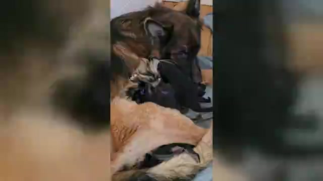 Video preview image #1 German Shepherd Dog Puppy For Sale in LA FAYETTE, NY, USA