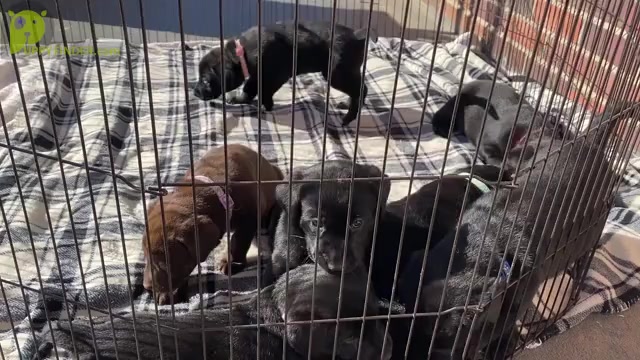 Video preview image #1  Breeder Profile in CHARLOTTE, NC, USA