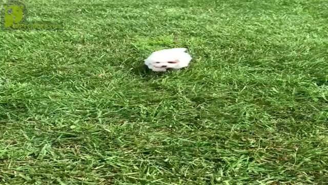 Video preview image #14 Poodle (Toy) Puppy For Sale in WARSAW, IN, USA