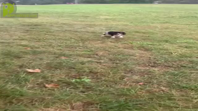 Video preview image #14 Cavalier King Charles Spaniel Puppy For Sale in WARSAW, IN, USA