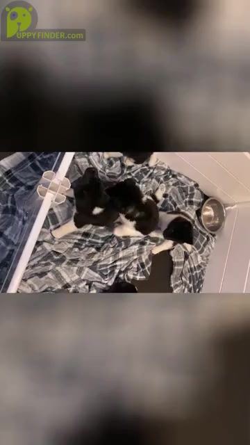 Video preview image #7  Breeder Profile in MCDONOUGH, GA, USA