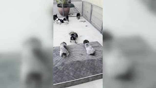 Video preview image #1 German Shorthaired Pointer Puppy For Sale in LOS ALAMOS, CA, USA