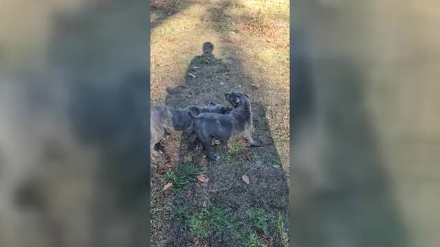 Video preview image #14 Cane Corso Puppy For Sale in COLUMBIA, SC, USA